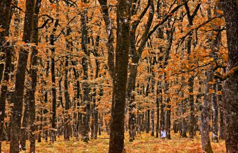 Φολόη: Εξόρμηση στο παραμυθένιο δάσος της Πελοποννήσου
