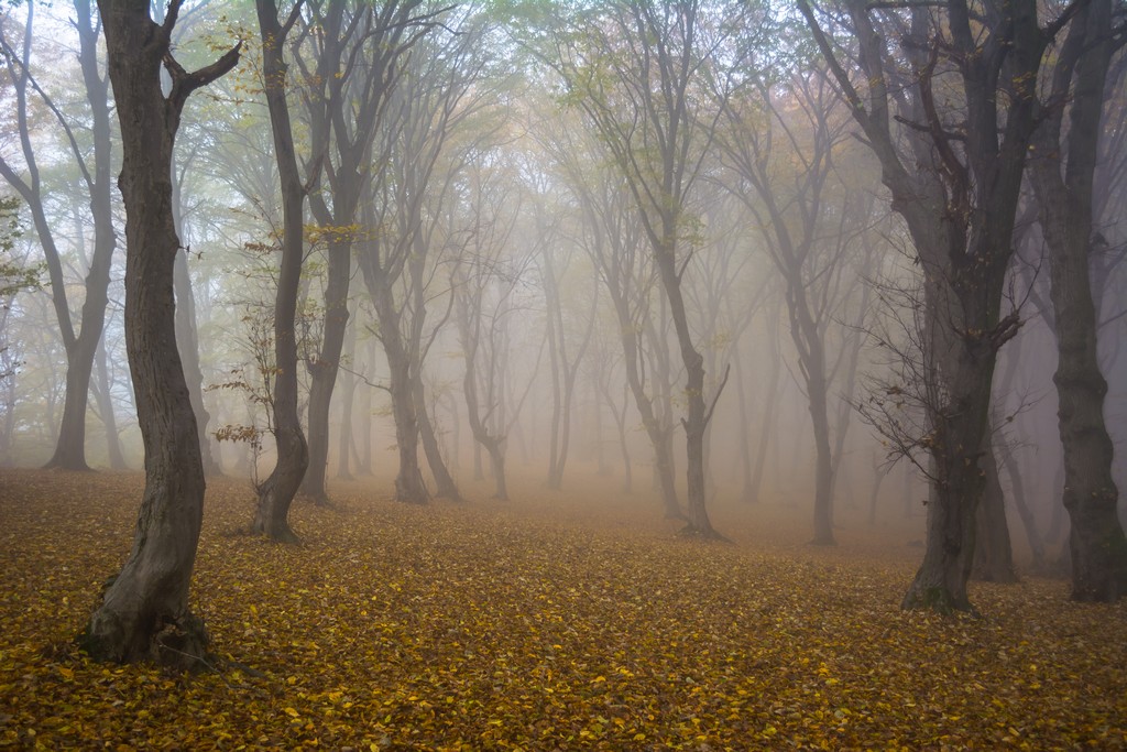 Δάσος Hoia Baciu, Ρουμανία