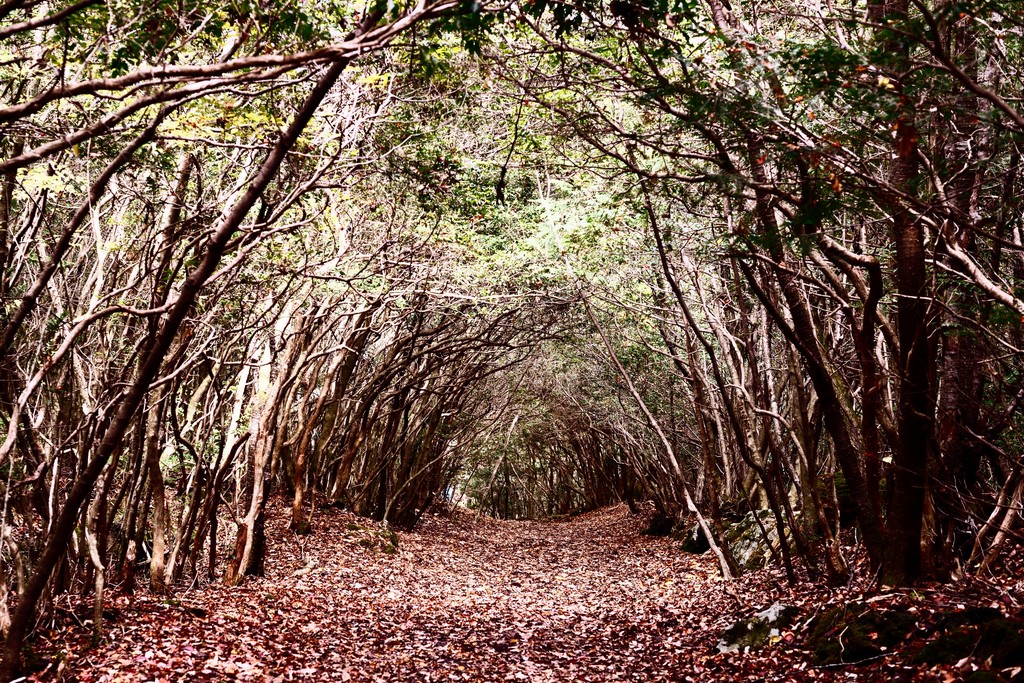 Δάσος Aokigahara, Yamanashi, Ιαπωνία