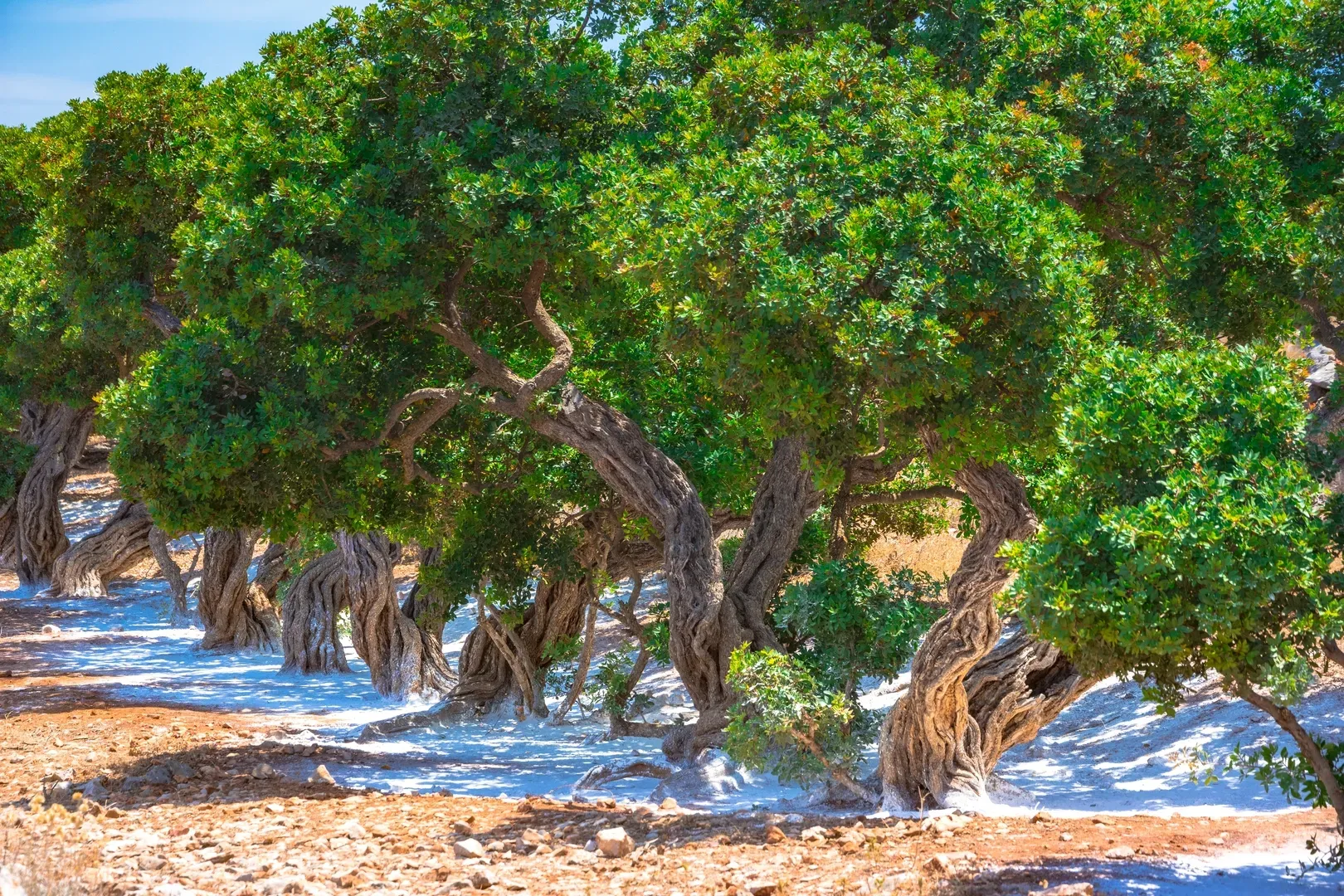 Μαστιχόδεντρα (πηγή: Shutterstock)