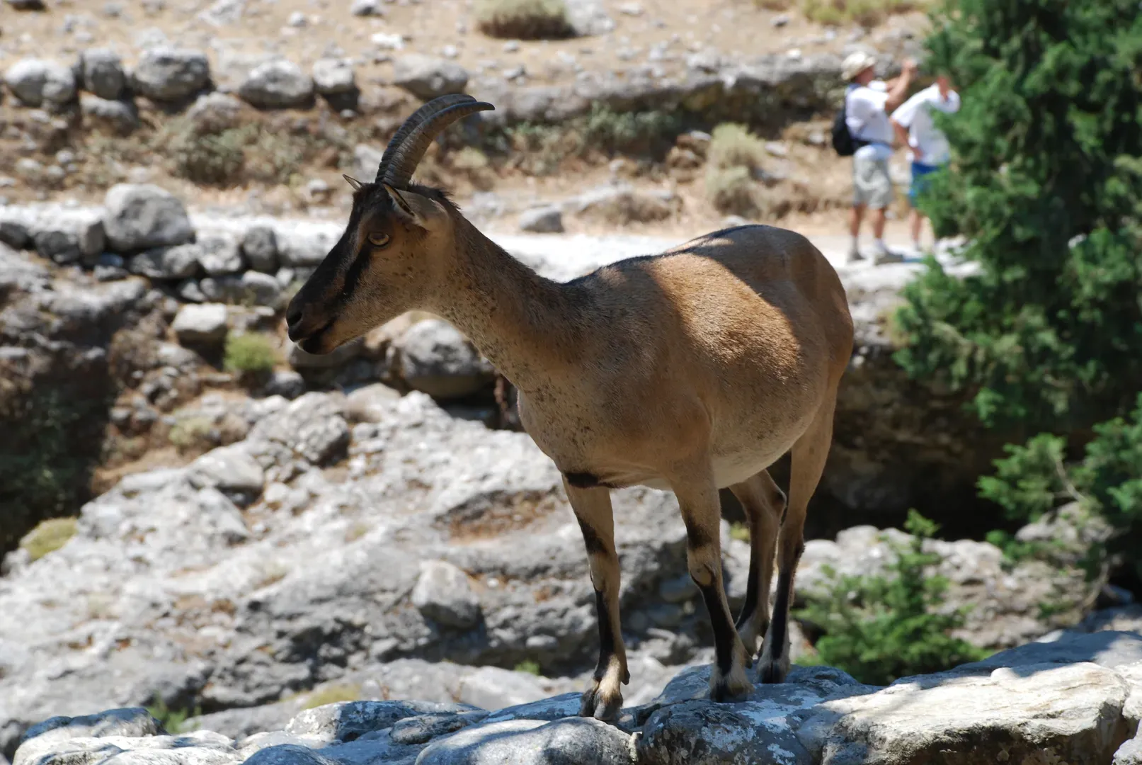 travelgo.gr