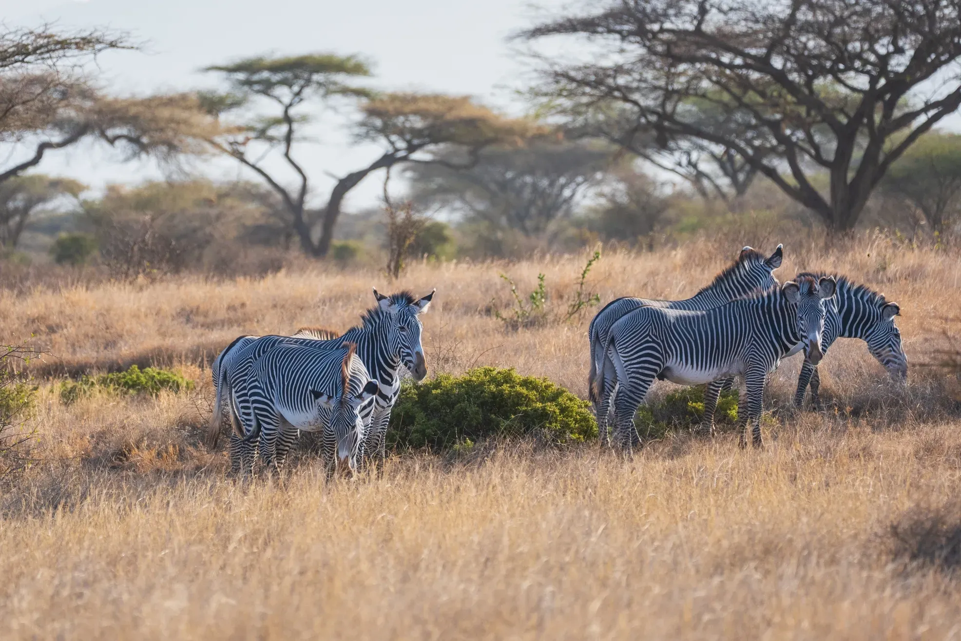 Kenya