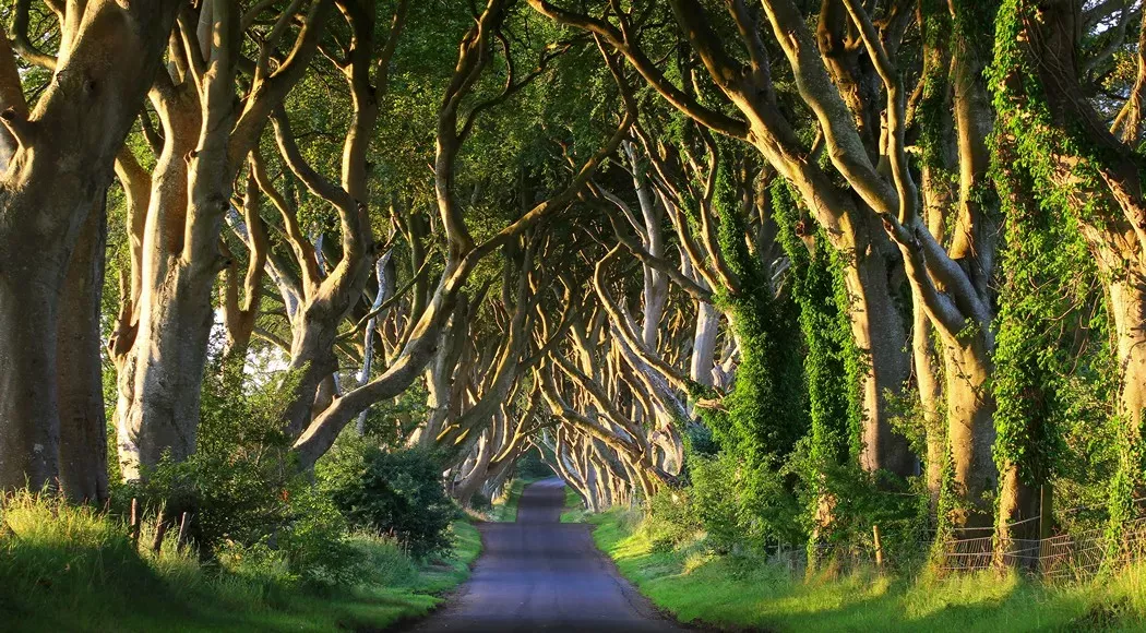 The Dark Hedges, County Antrim, Βόρεια Ιρλανδία