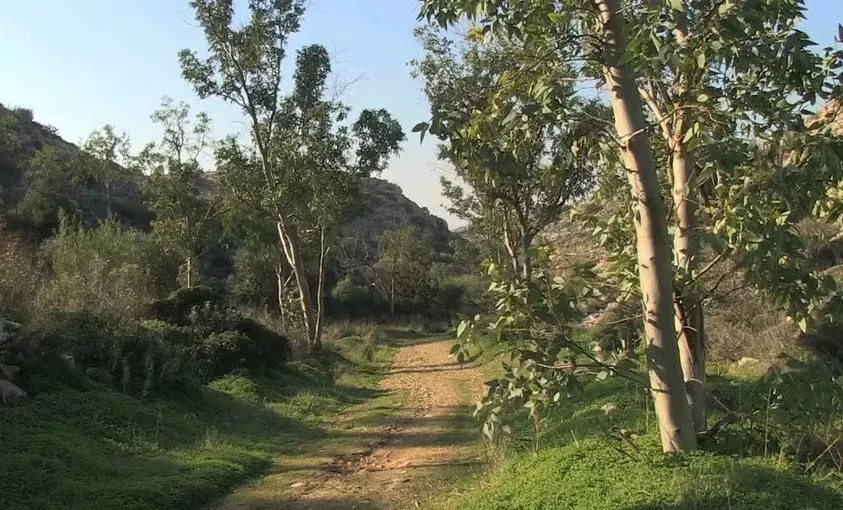 Το δάσος της φασκομηλιάς - Βουλιαγμένη