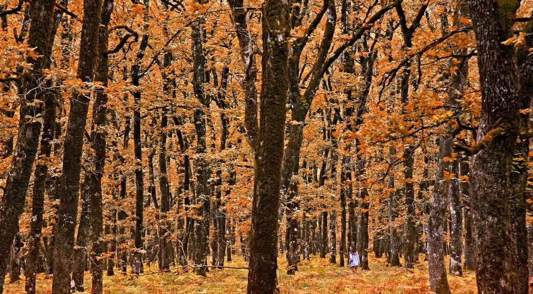 Δάσος Φολόης, Ηλεία
