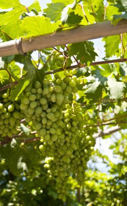 samos vines