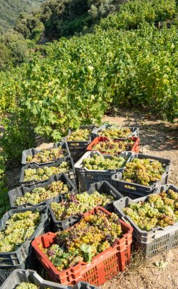 samos vines