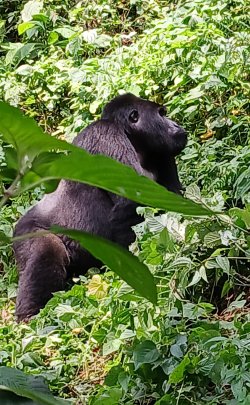 Uganda_gorilas