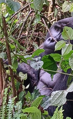 uganda_gorilas