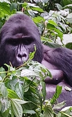 Uganda_gorilas