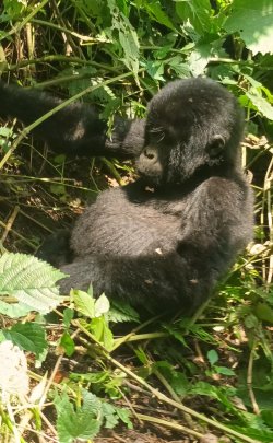 uganda_gorilas