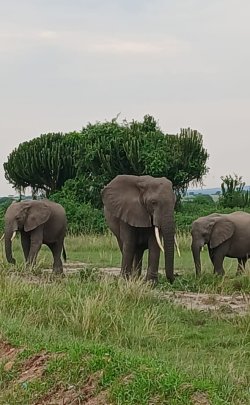 elephants