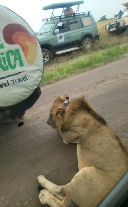 lion