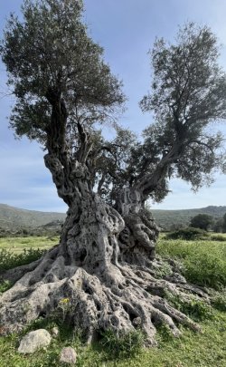 aegina