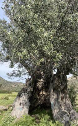 aegina