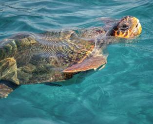 Θαλάσσια χελώνα Caretta caretta / Πηγή: Shutterstock