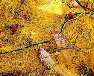 Blue Sea: Αυθεντική θαλασσινή κουζίνα στον Κατελειό Κεφαλονιάς