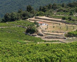 Ορεινά αμπέλια (πηγή: Shutterstock)