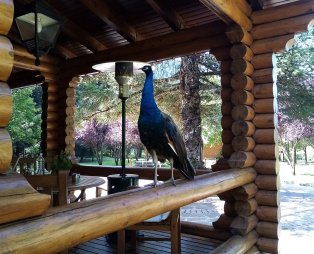 All Seasons Paradise: Διακοπές στο παραμυθένιο σκηνικό του Μαινάλου