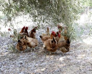 Ξενώνας Ελαιώνας