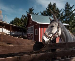 Vasilikia Mountain Farm & Retreat