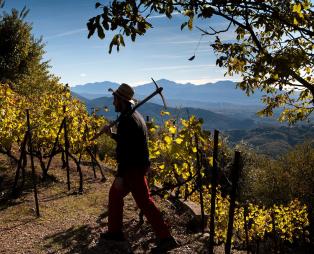 Zoinos Winery: Εκλεκτά οινικά προϊόντα από τη Ζίτσα Ιωαννίνων
