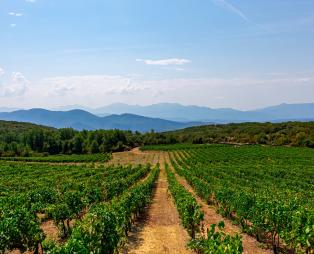 Zoinos Winery: Εκλεκτά οινικά προϊόντα από τη Ζίτσα Ιωαννίνων