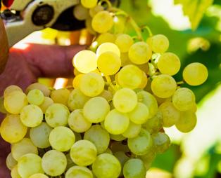 Zoinos Winery: Εκλεκτά οινικά προϊόντα από τη Ζίτσα Ιωαννίνων