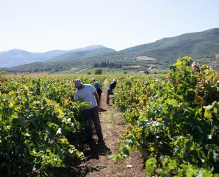 Semeli Estate: Διασταυρώνοντας την παράδοση με την εξέλιξη