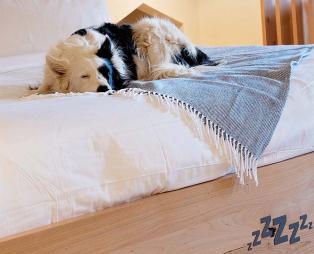 Αυτό είναι ίσως το πιο pet friendly ξενοδοχείο του κόσμου