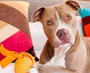 Αυτό είναι ίσως το πιο pet friendly ξενοδοχείο του κόσμου