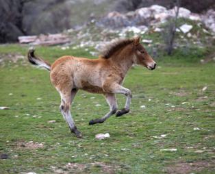 Αχαϊκό Χωριό: Ένας ξεχωριστός ορεινός προορισμός μόλις δύο ώρες από την Αθήνα