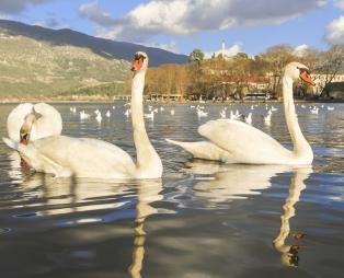 Κύκνοι στη λίμνη Παμβώτιδα (πηγή: Shutterstock)