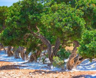 Τα μαστιχόδεντρα (Πηγή: Shutterstock)