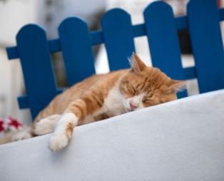 Γάτα κοιμάται στα στενά της Νάξου | Πηγή: shutterstock.com