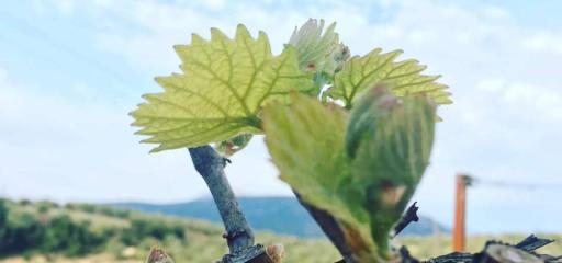 Barafakas Winery