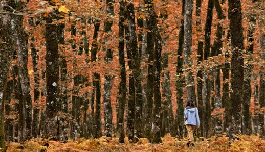 5 πανέμορφα δάση της Ελλάδας για φθινοπωρινές βόλτες