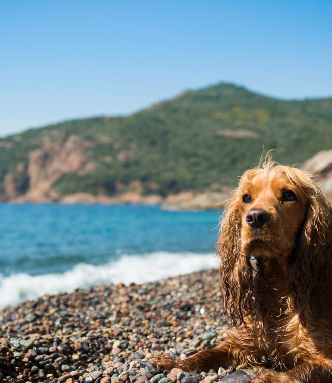 Οι pet friendly παραλίες της Ελλάδας