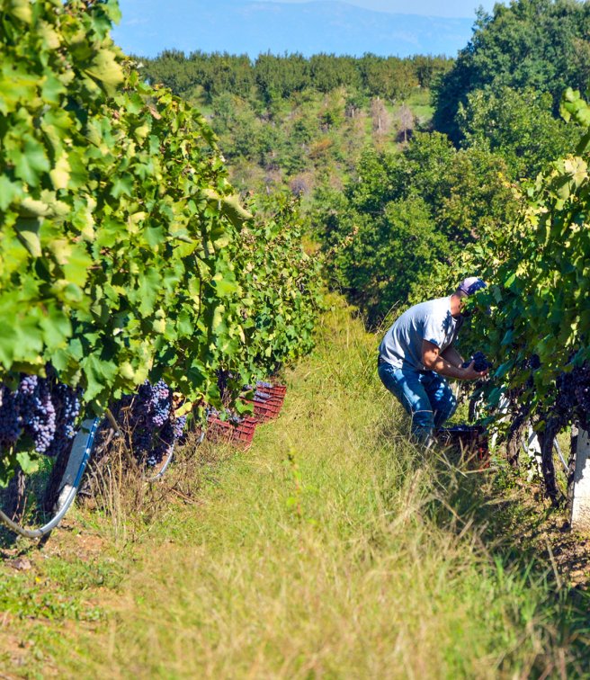 VAENI - Naoussa: A journey into the heart of winemaking tradition