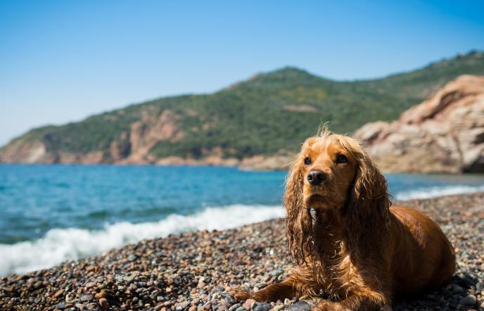 Οι pet friendly παραλίες της Ελλάδας