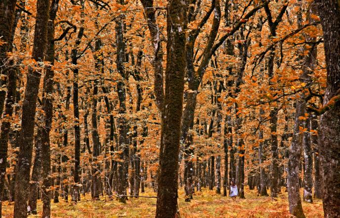 Φολόη: Εξόρμηση στο παραμυθένιο δάσος της Πελοποννήσου