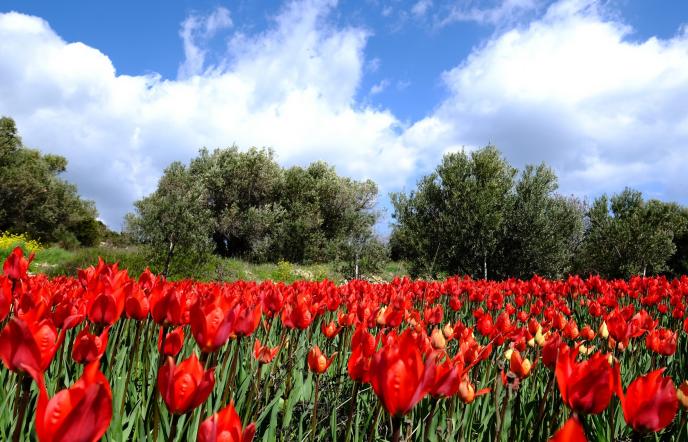 Το ελληνικό νησί που την άνοιξη γεμίζει με κόκκινες τουλίπες