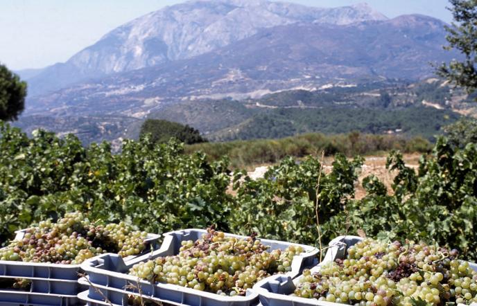Οδοιπορικό στους ορεινούς αμπελώνες της Σάμου