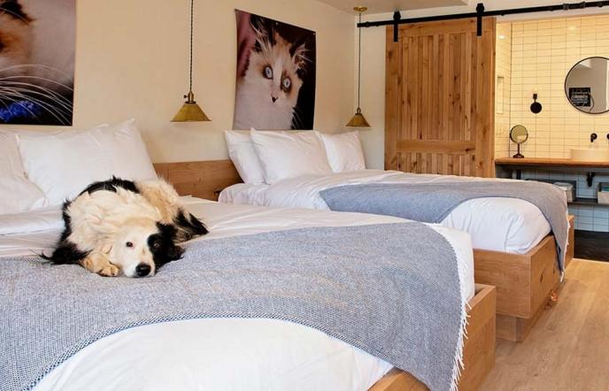 Αυτό είναι ίσως το πιο pet friendly ξενοδοχείο του κόσμου