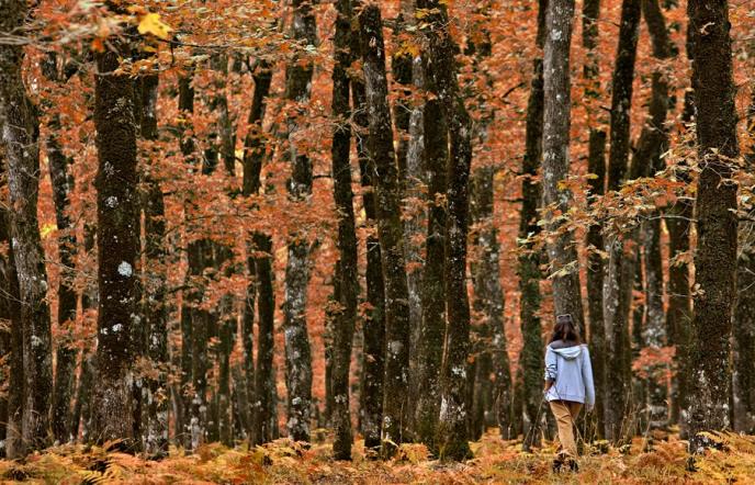 Το «μυστικό» δάσος της Πελοποννήσου που μοιάζει βγαλμένο από παραμύθι