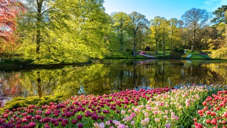 Keukenhof_Gardens